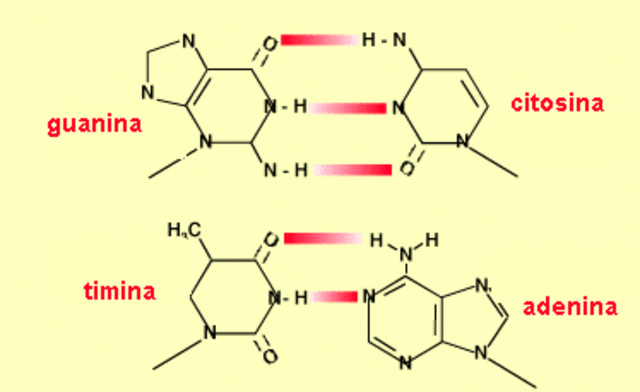 Correlación entre las bases nitrogenadas