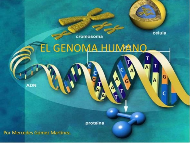 Se descifra el genoma humano por completo