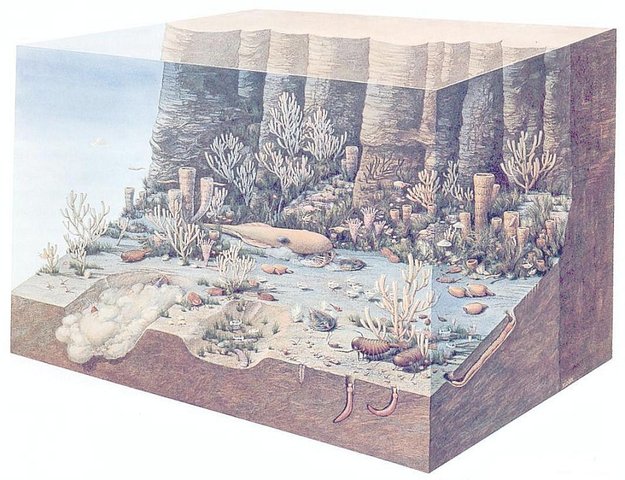 Cambrian Period (570 M-500 M)