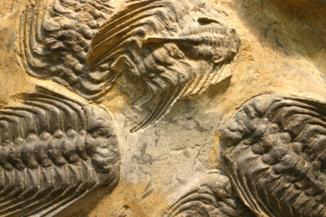 Ordovician Period (500M- 435 M)