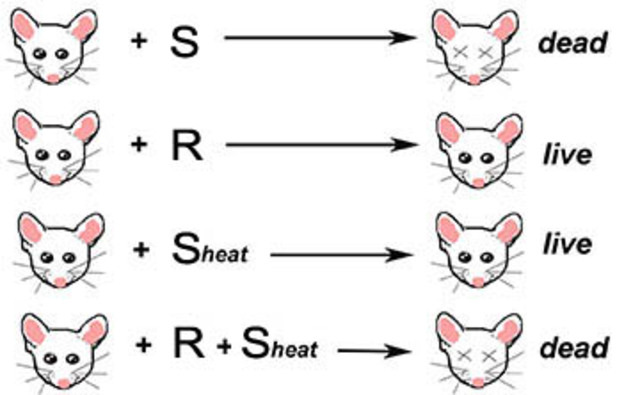 Frederick Griffith: the process of transformation