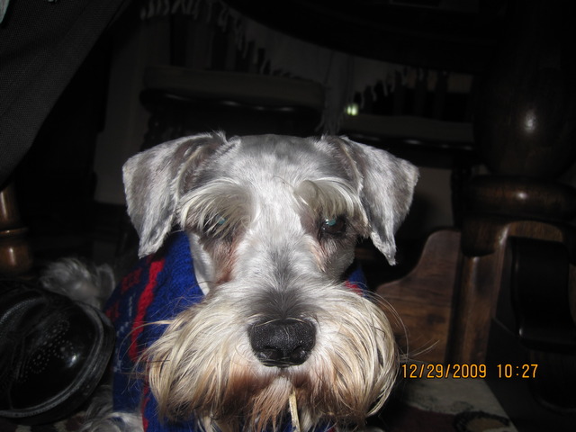 In 1998 I recived my first pet his name was Kaiser