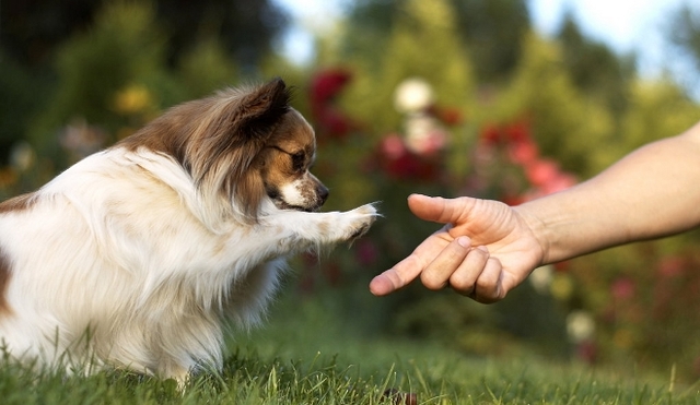 Tratado para la Protección de Mascotas