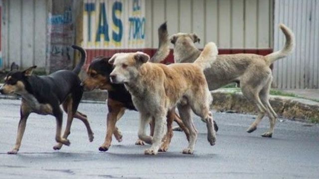 Ley de Control de Población Animal.