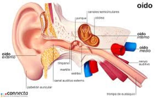 Primera semana de intervención