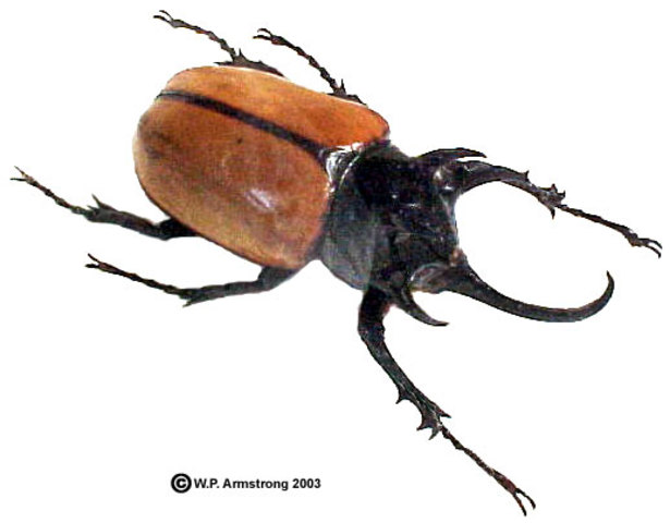 Collecting beetles in Cambridge