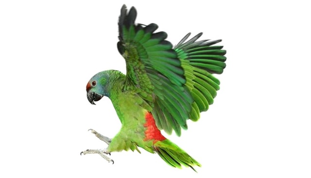 Lola aprende su primer truco