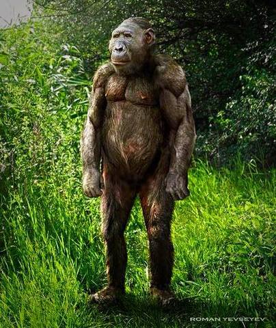 2.3 M.A, Paranthropus boisei.