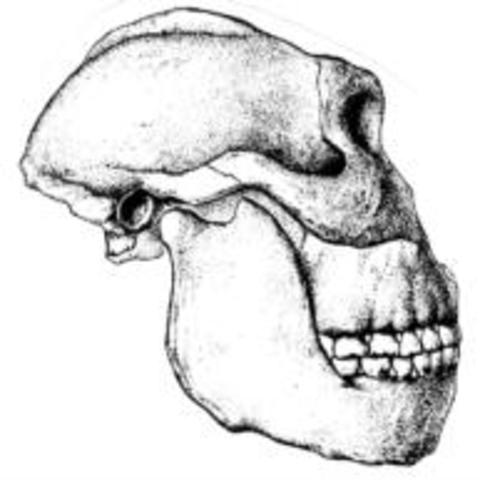 2.1 M.A, Paranthropus robustus