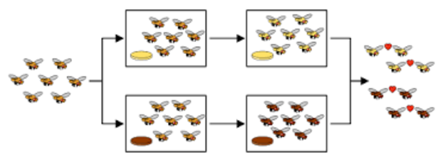 “Reproductive isolation as a consequence of adaptive divergence in Drosophila pseudoobscrura” published