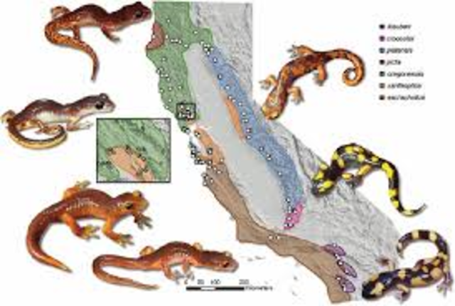 Ensatina described as a ring species