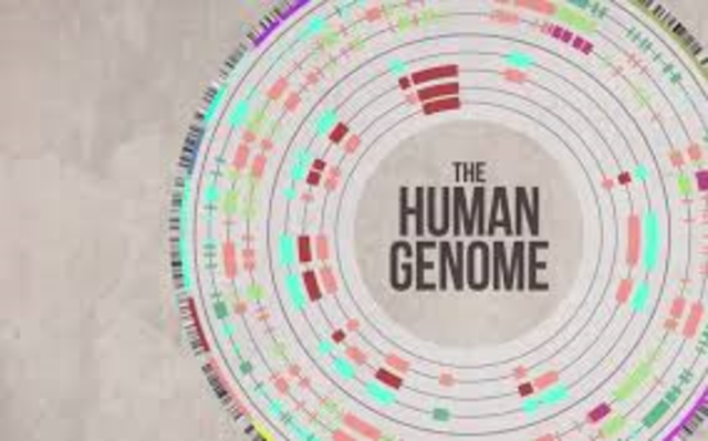 Human genome is fully sequenced