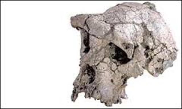 Sahelanthropus tchadensis fossil discovered