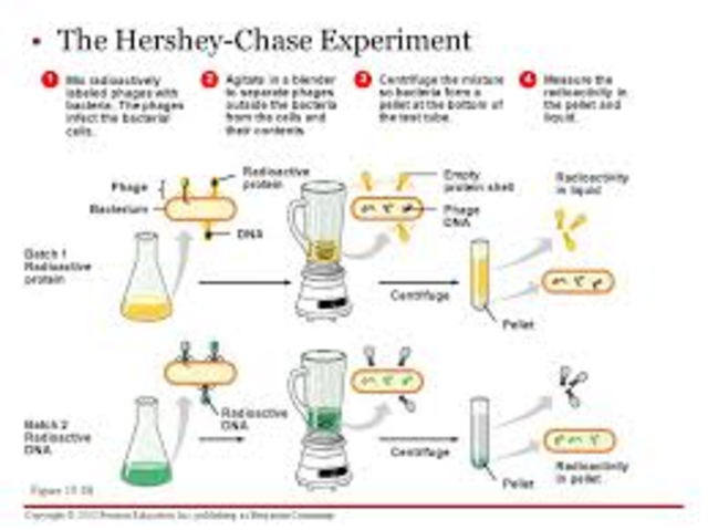 Hershey-Chase experiments are published