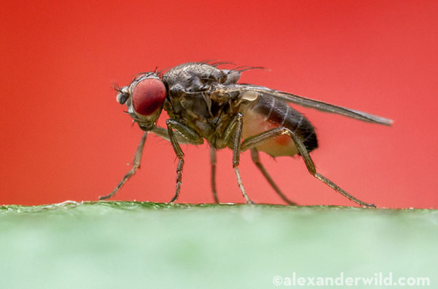 “Reproductive isolation as a consequence of adaptive divergence in Drosophila pseudoobscrura” is published.