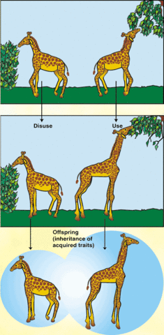 Lamarck's Theory of Inheritance of Acquired Characteristics.