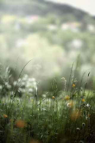 Birth of the Girl in the White Armor