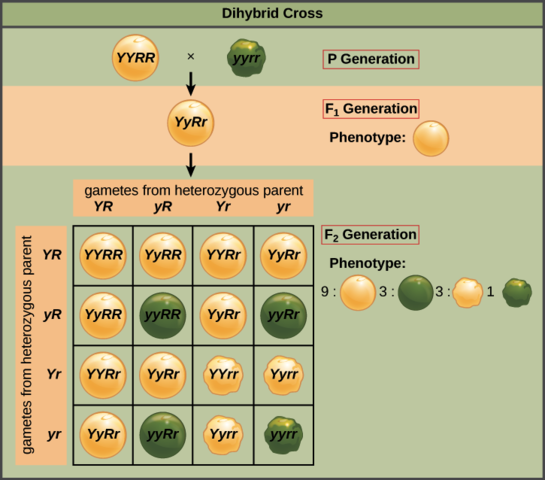 Gregor Mendel works on inheritance of traits in pea plants