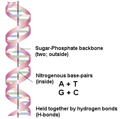 Watson and Crick Double Helix Model of DNA Structure
