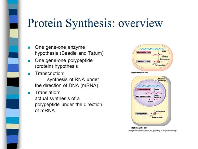 One-gene One-Enzyme