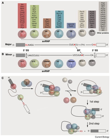 Spliceosome Descovered and Described