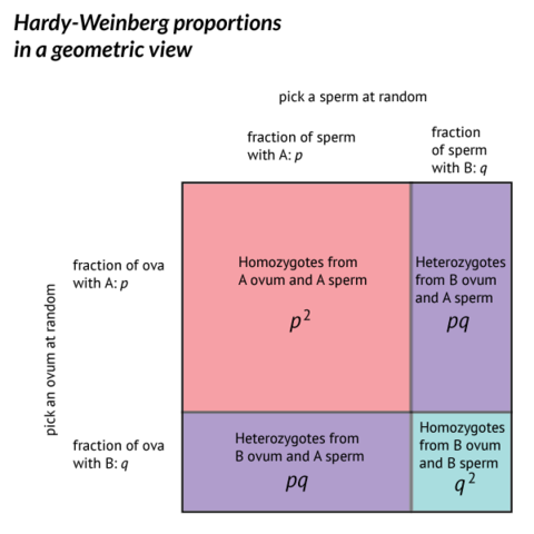 Hardy and Weinberg Equation for Determining Allele Frequencies In Populations