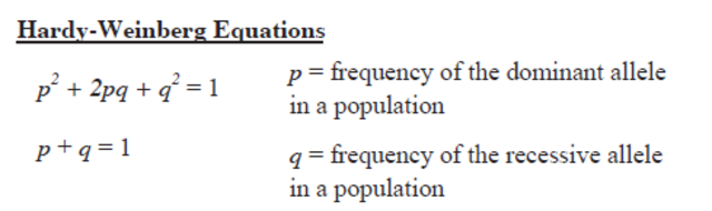 Hardy and Weinberg independently develop the Hardy-Weinberg equation for determining allele frequencies in populations