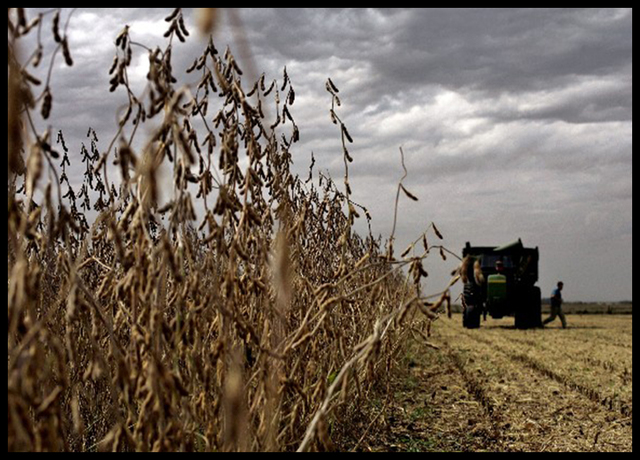 Problemas agrícolas