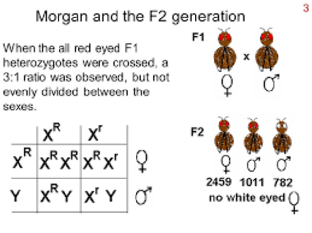 T. Hunt Morgan discovers sex-linkage