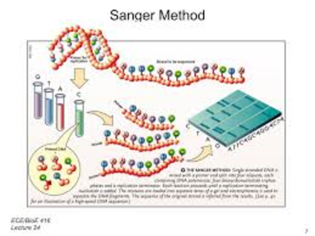 The Sanger Technique is developed