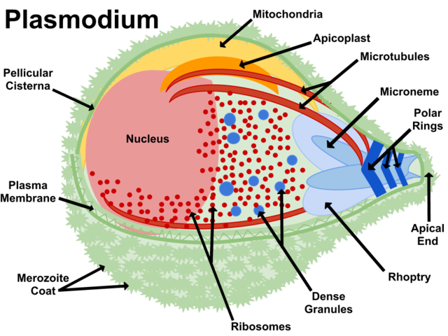 Plasmodium Falciparum is Described as the Causative Agent of Malaria