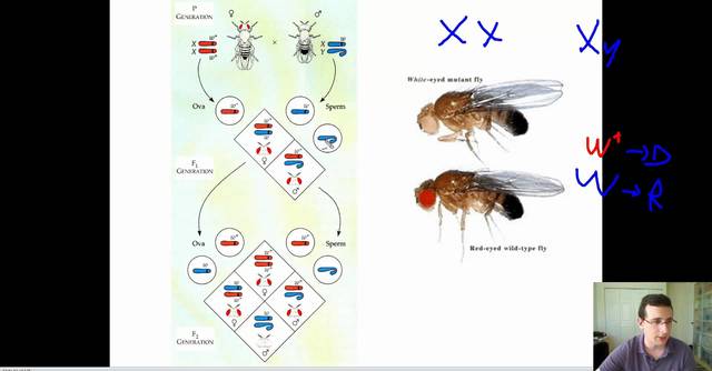 T. Hunt Morgan discovers sex-linkage