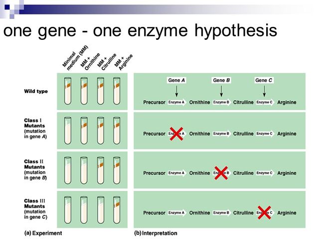 Beadle and Tatum publish the 1 gene-1 enzyme hypothesis