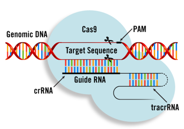 CRISPr/CAS 9 is identified and described