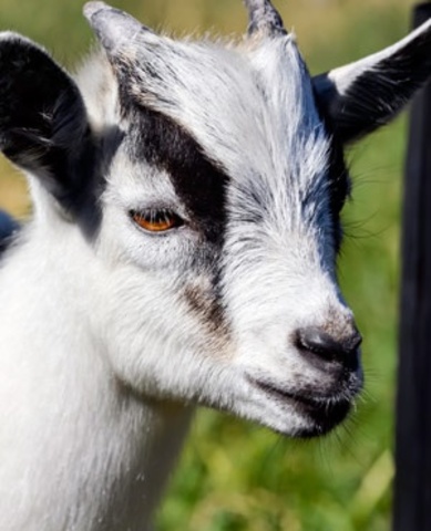 Hassan's Rape "The Kite Runner"