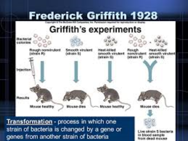 Frederick Griffith describes the process of transformation