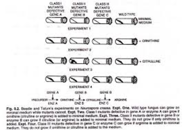 Beadle and Tatum publish the 1 gene-1 enzyme hypothesis