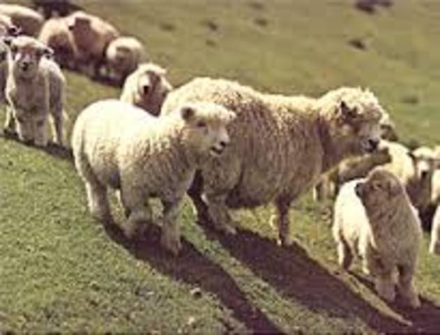 England - Wool Act