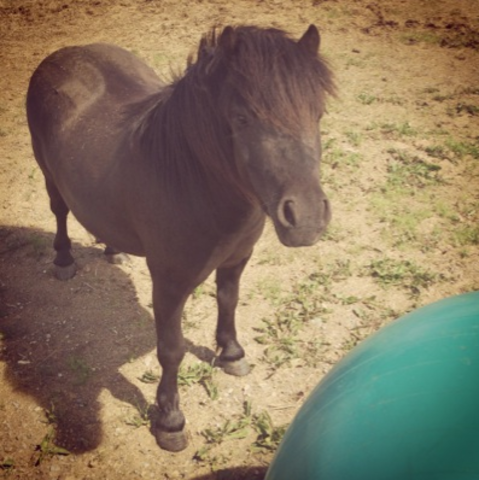 Amber's pony