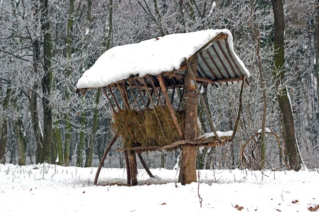 állatok élete télen