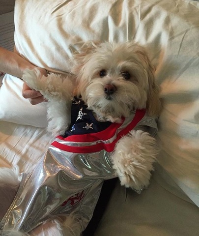 Aly Raisman has a dog named Gibson