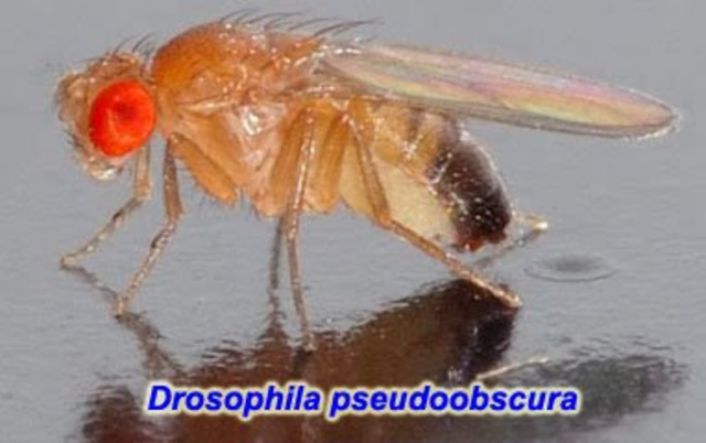 Drosophila Pseudoobscrura