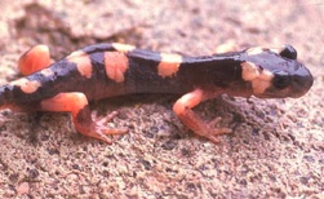 Ensatina "ring species"