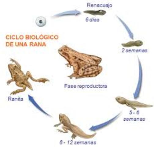 Reproducción Animal