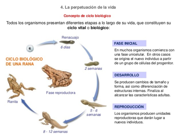 Ciclo Biológico