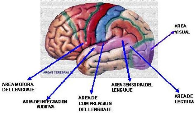 Dejerine y Himshelwood
