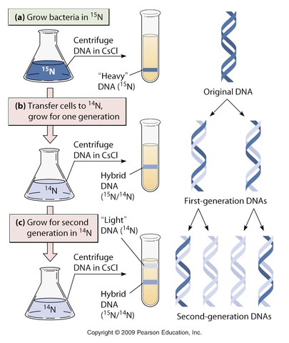 Meselson and Stahl work with DNA replication