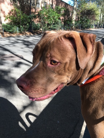 Animal Care Centers (ACC) of New York City