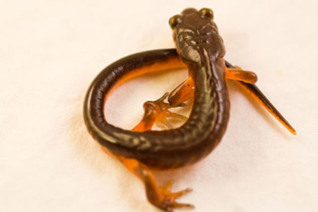 Ensatina described as a ring species