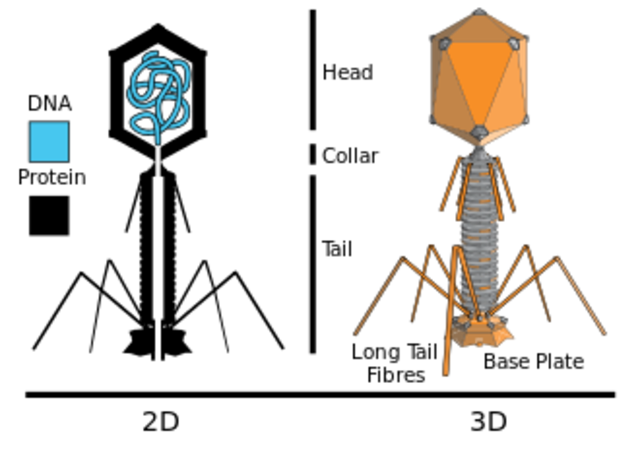 Hershey–Chase DNA Experiments